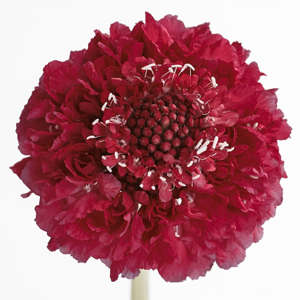 Scabiosa - Lollipop Scoop